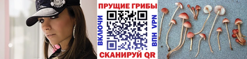 Галлюциногенные грибы Psilocybine cubensis  купить закладку  мега tor  Амурск 